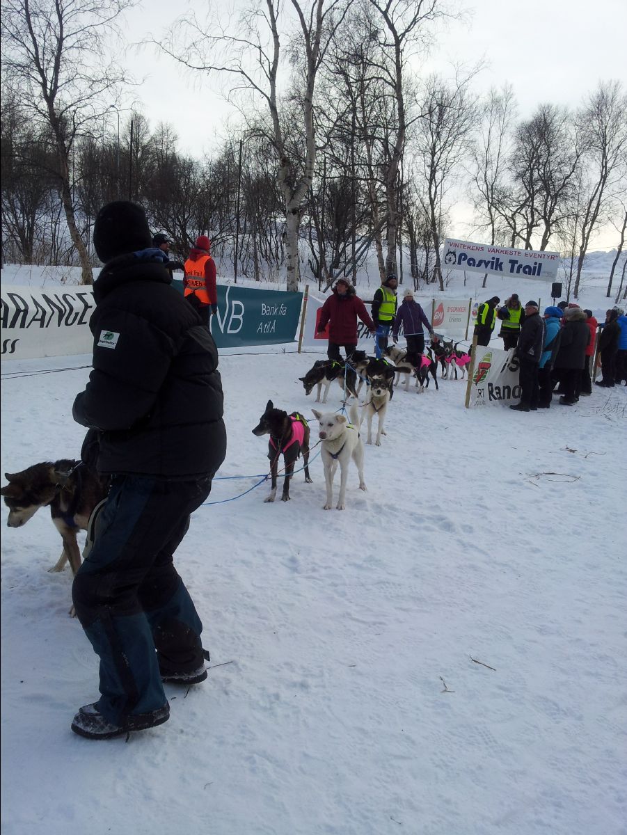 Dog Race13